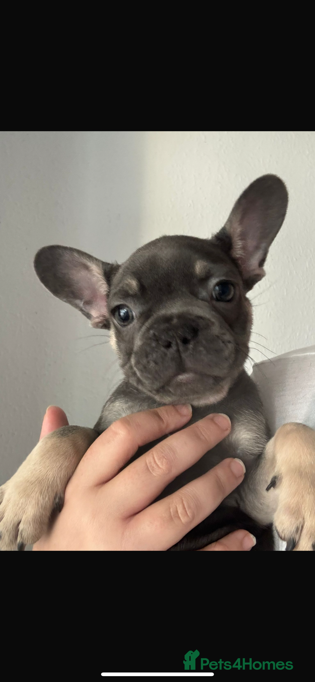 French Bulldog dogs for sale: LAST 2 REMAINING Beautiful French Bulldog Pups in Waltham Cross - Image 20