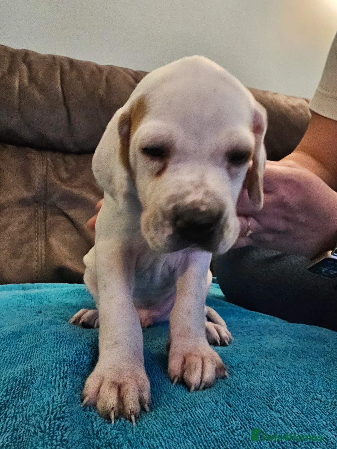 Pointer dogs for sale: Quality Pointer Puppies - Advert 21