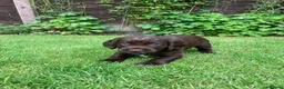 Cocker Spaniel dogs for sale: Stunning litter of home bred working cockers in Accrington - Advert 21