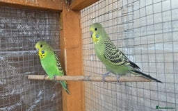 Budgerigars birds for sale: Budgies  - Image 30