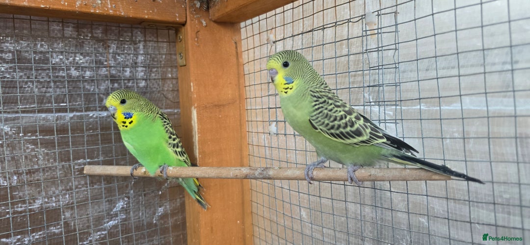 Budgerigars birds for sale: Budgies  - Image 30