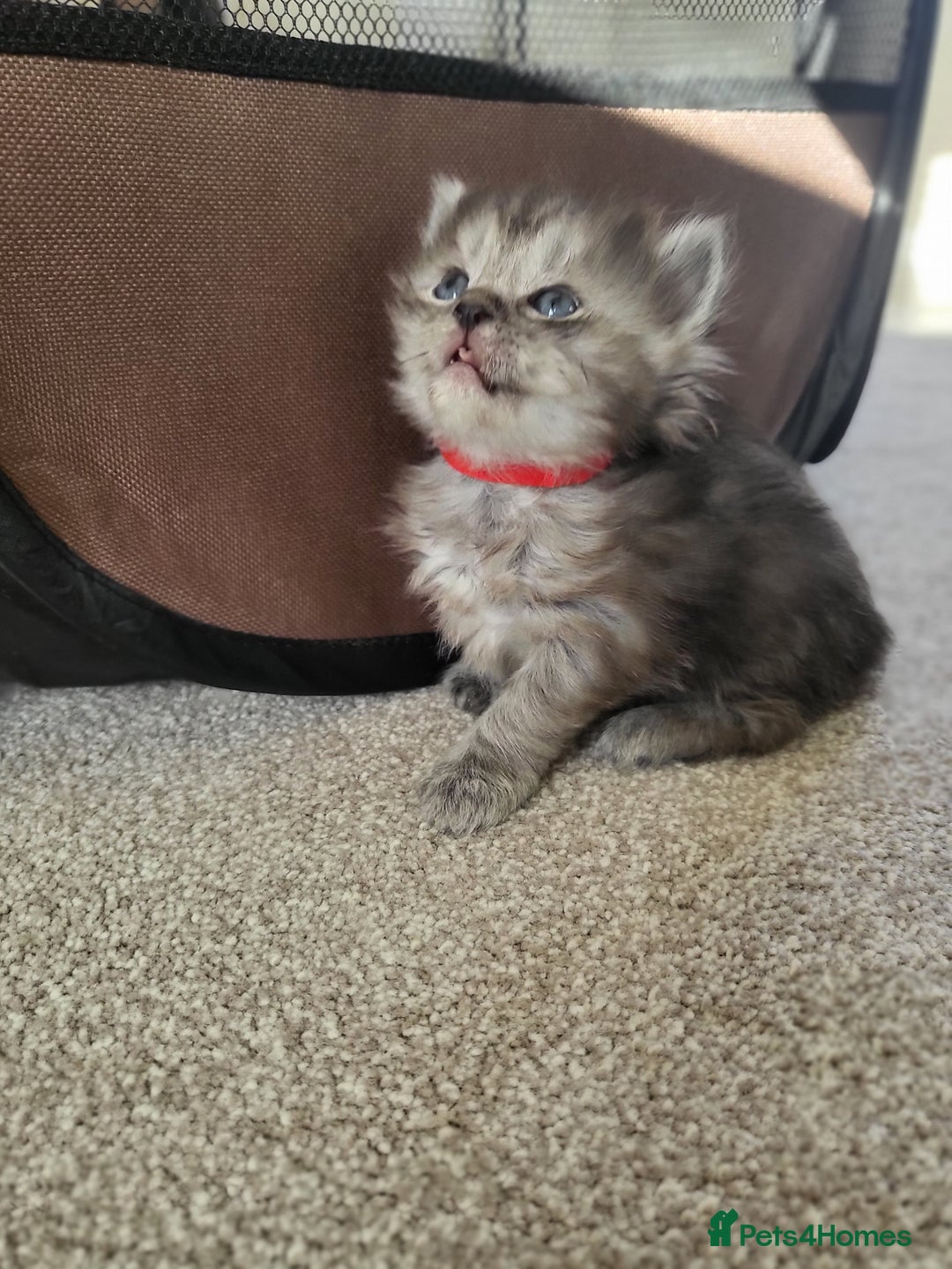 Ragcoon cats for sale: BEAUTIFUL RAGCOONS - Advert 3