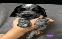 Cocker Spaniel dogs for sale: Show type Cocker spaniel puppies blue roan - Image 5