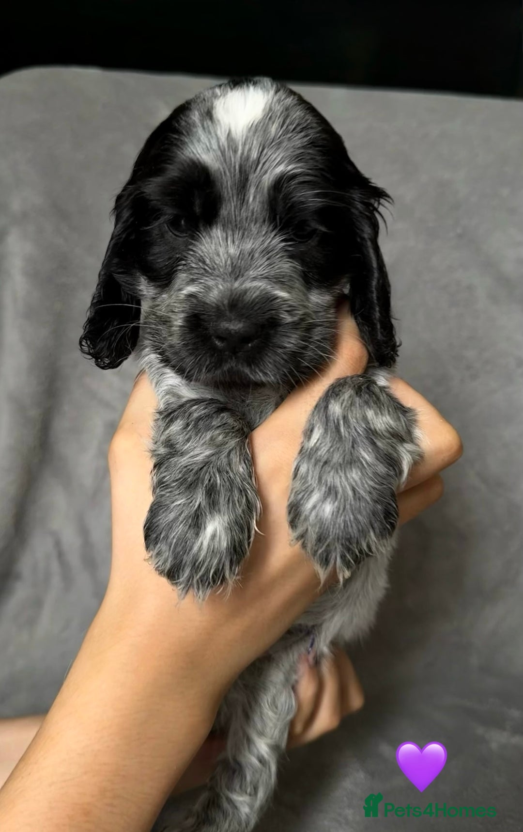 Cocker Spaniel dogs for sale: Show type Cocker spaniel puppies blue roan - Image 5