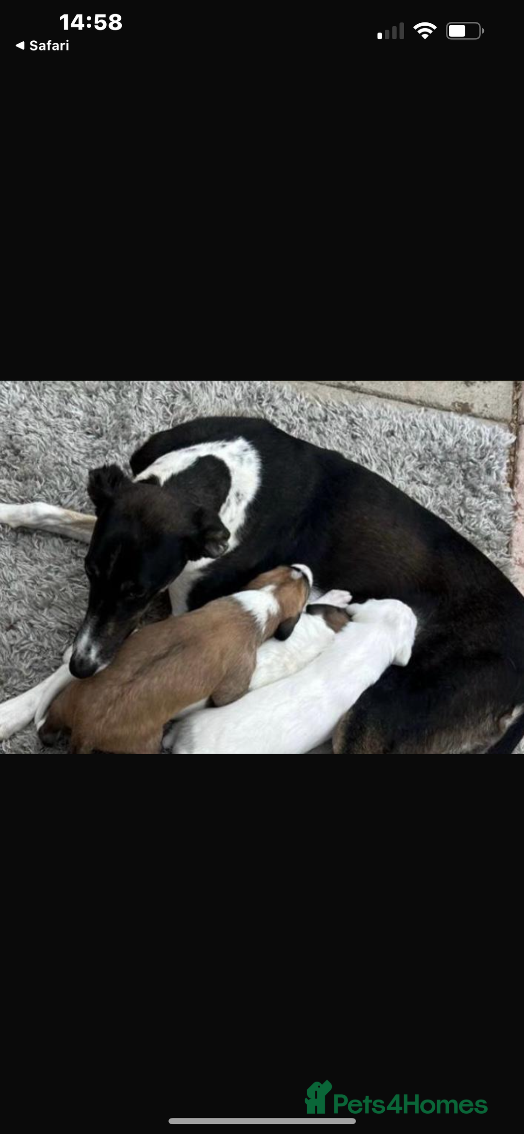 Mixed Breed dogs for sale: Sauki collie greyhound x saluki greyhound  - Image 6