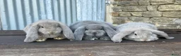 French Lop rabbits for sale: Stunning xl French lops  - Advert 16