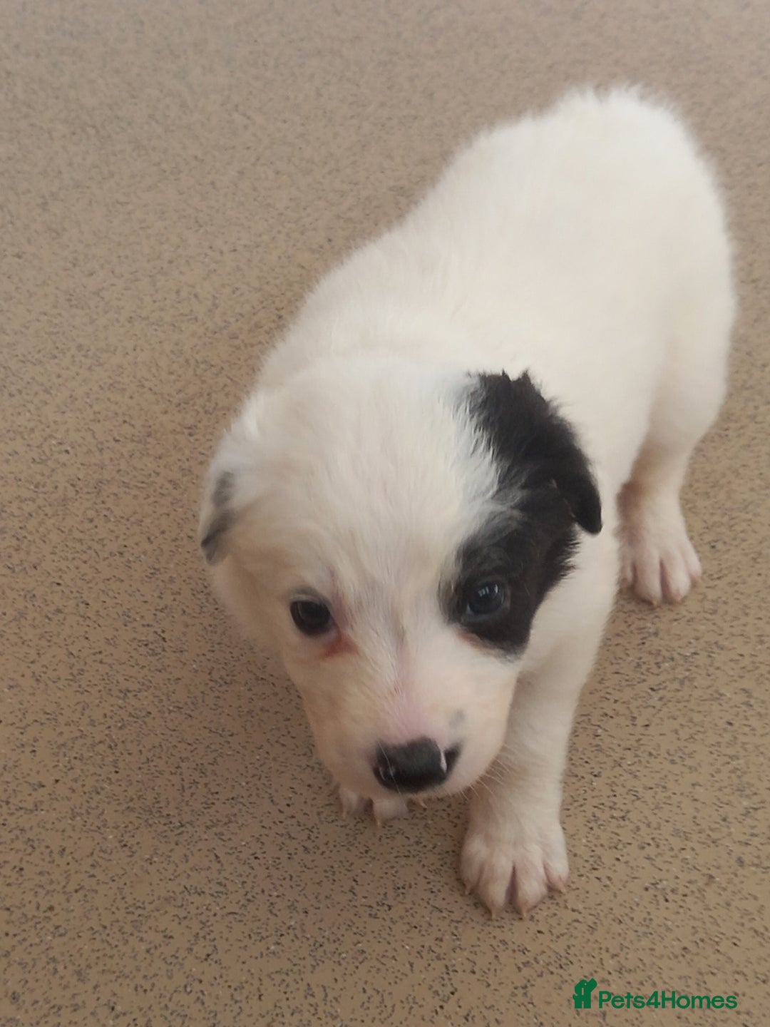 Border Collie dogs for sale: Border Collies for sale - Image 29