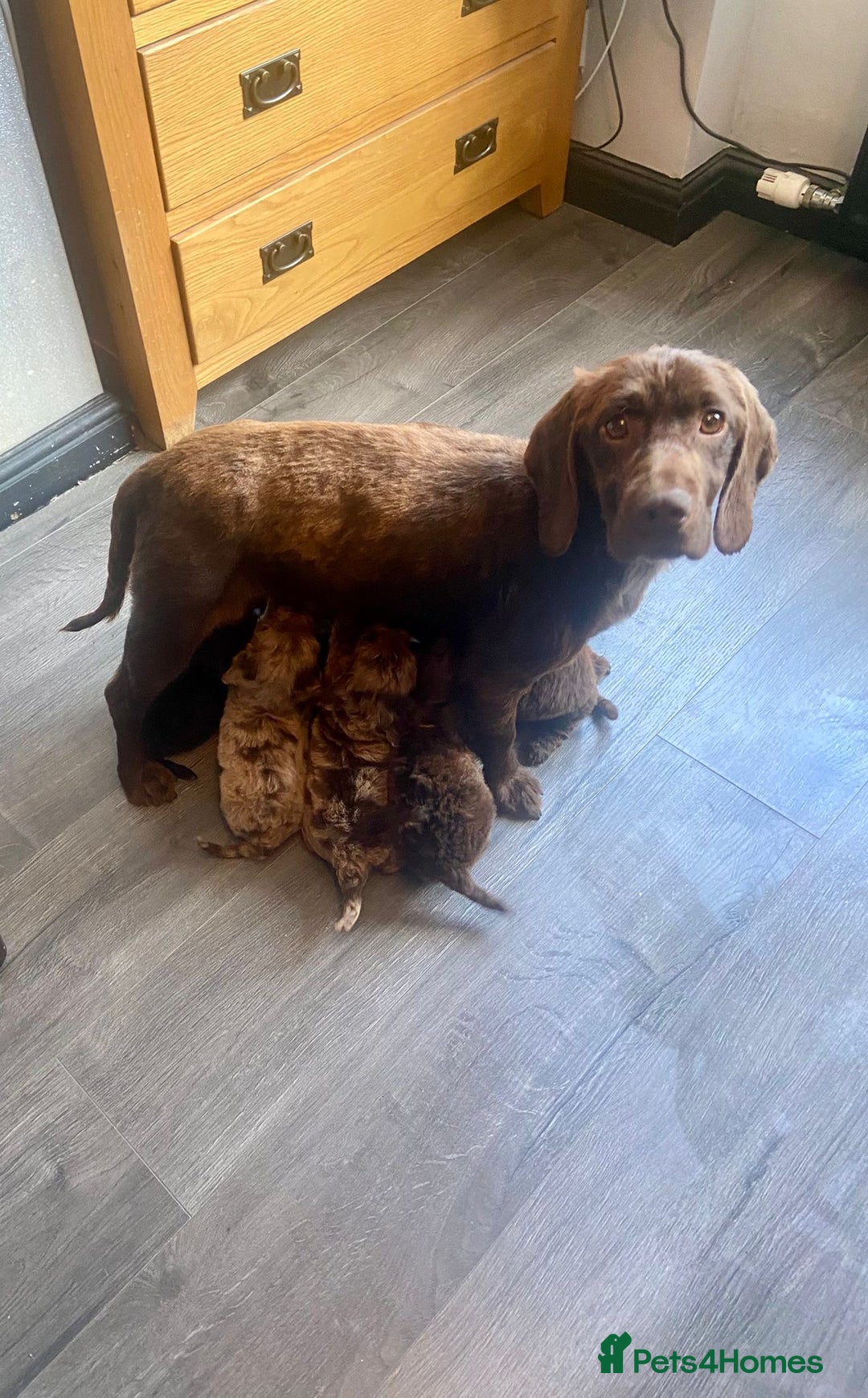 Cockapoo dogs for sale: F1 PRA CLEAR Cockapoo puppies  - Image 6
