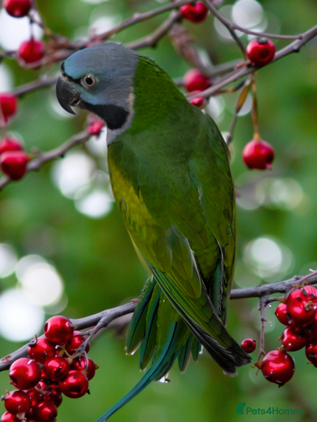 Parakeets birds for sale: Chinese Parakeet Derbyan Parakeet friendly - Advert 19