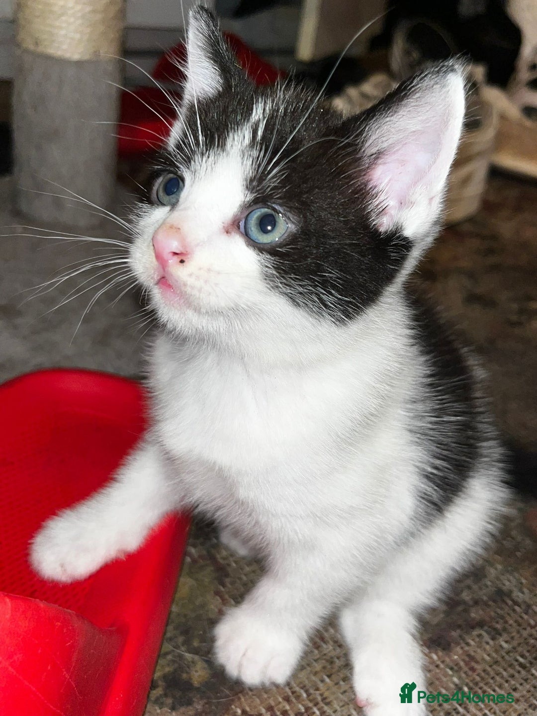 British Shorthair cats for sale: 5 male kittens - Image 4