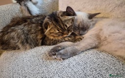 Scottish Fold cats for sale: Beautiful Scottish fold kitten  - Image 3