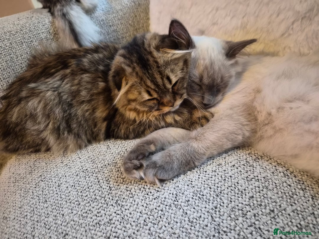 Scottish Fold cats for sale: Beautiful Scottish fold kitten  - Image 3