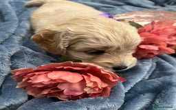 Cockapoo dogs for sale: Beautiful litter of cockapoos - Image 32