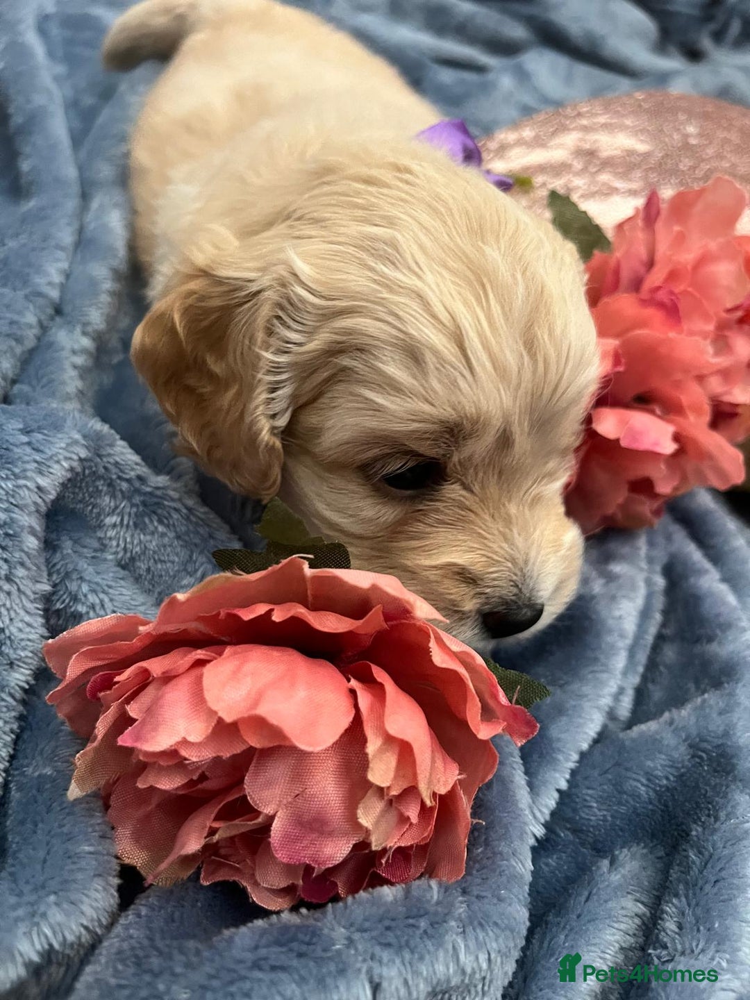 Cockapoo dogs for sale: Beautiful litter of cockapoos - Image 32