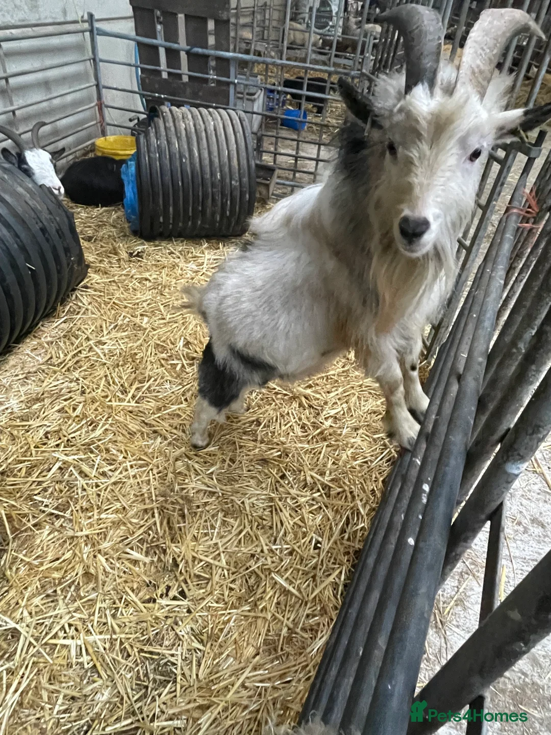 Goats livestock for sale: Billy Pygmy goat looking for new home - Advert 3