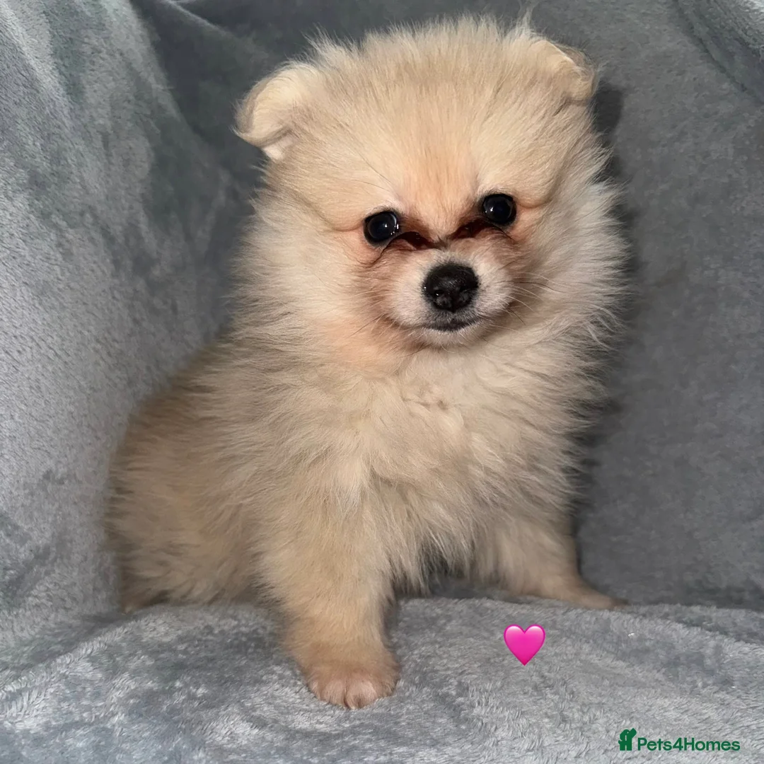 Pomeranian dogs for sale: Stunning Pomeranian Puppy’s 🫶🏽 - Advert 7