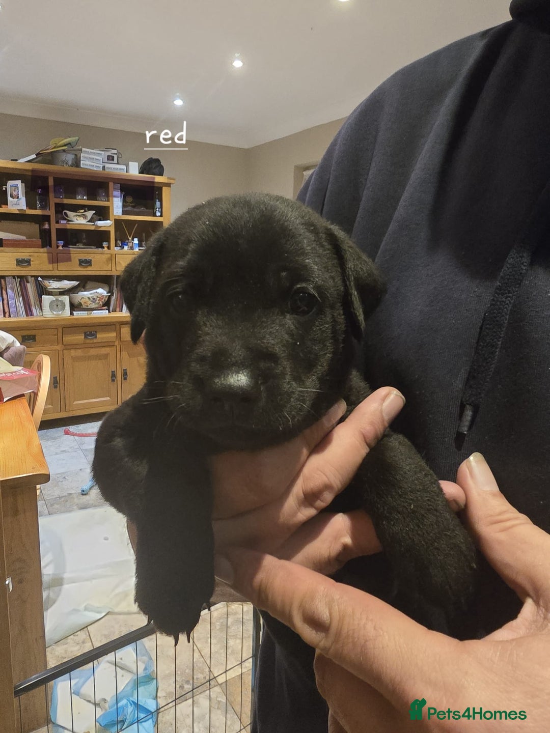 Mixed Breed dogs for sale: 6 shar poo puppys - Advert 5