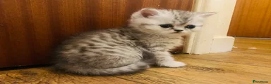 Exotic Kitten 1