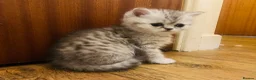 Exotic cats for sale: Exotic kittens  - Advert 6