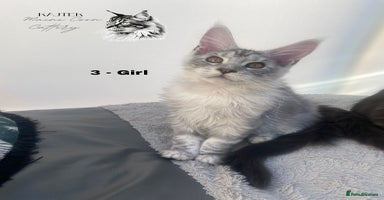 Maine Coon cats - Advert 15