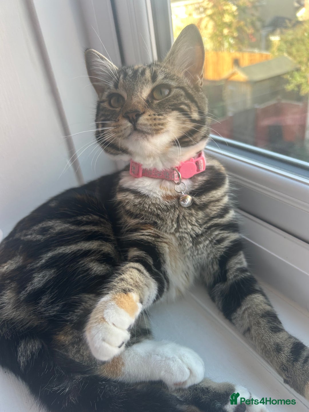 American Shorthair cats for sale: Daisy - Image 3