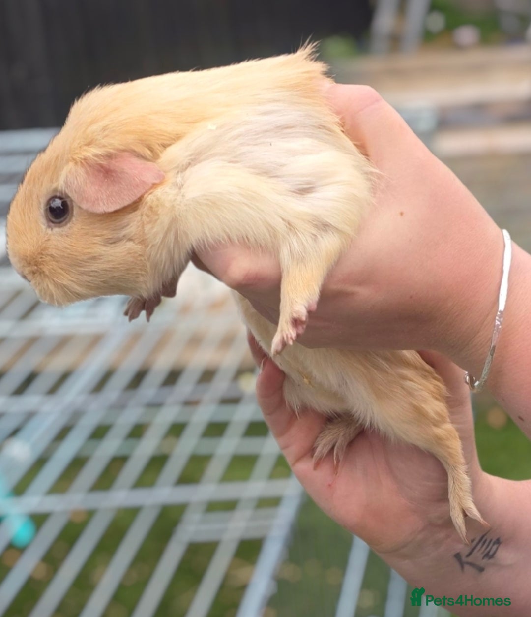 Guinea Pig rodents for sale: Chunky sows for sale  - Image 6