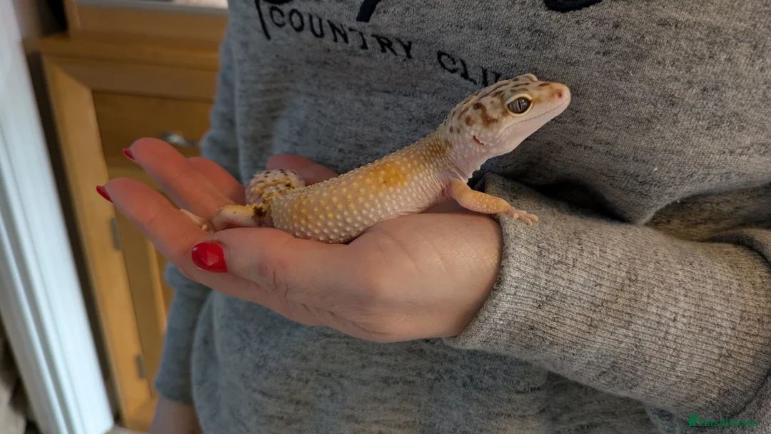 Leopard Gecko reptiles for sale: Leopard gecko 🦎 & vivarium  in Chippenham - Advert 4
