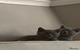 British Shorthair cats for sale: Last Female Gorgeous British Shorthair Kitten - Image 8