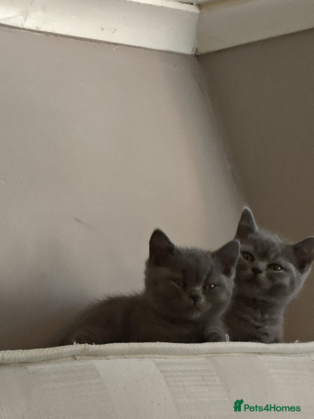 British Shorthair cats for sale: Last Female Gorgeous British Shorthair Kitten - Image 8