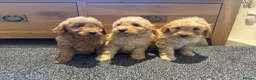 Labradoodle dogs for sale: Stunning miniature multigen labradoodle puppies - Advert 3