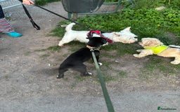 Mixed Breed dogs for sale: Bruno needs a new home!  - Image 11