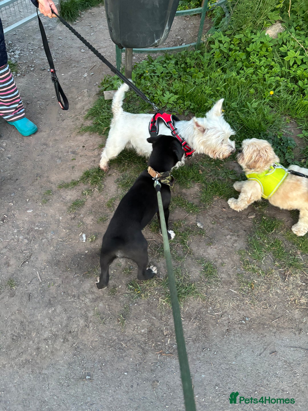 Mixed Breed dogs for sale: Bruno needs a new home!  - Image 11