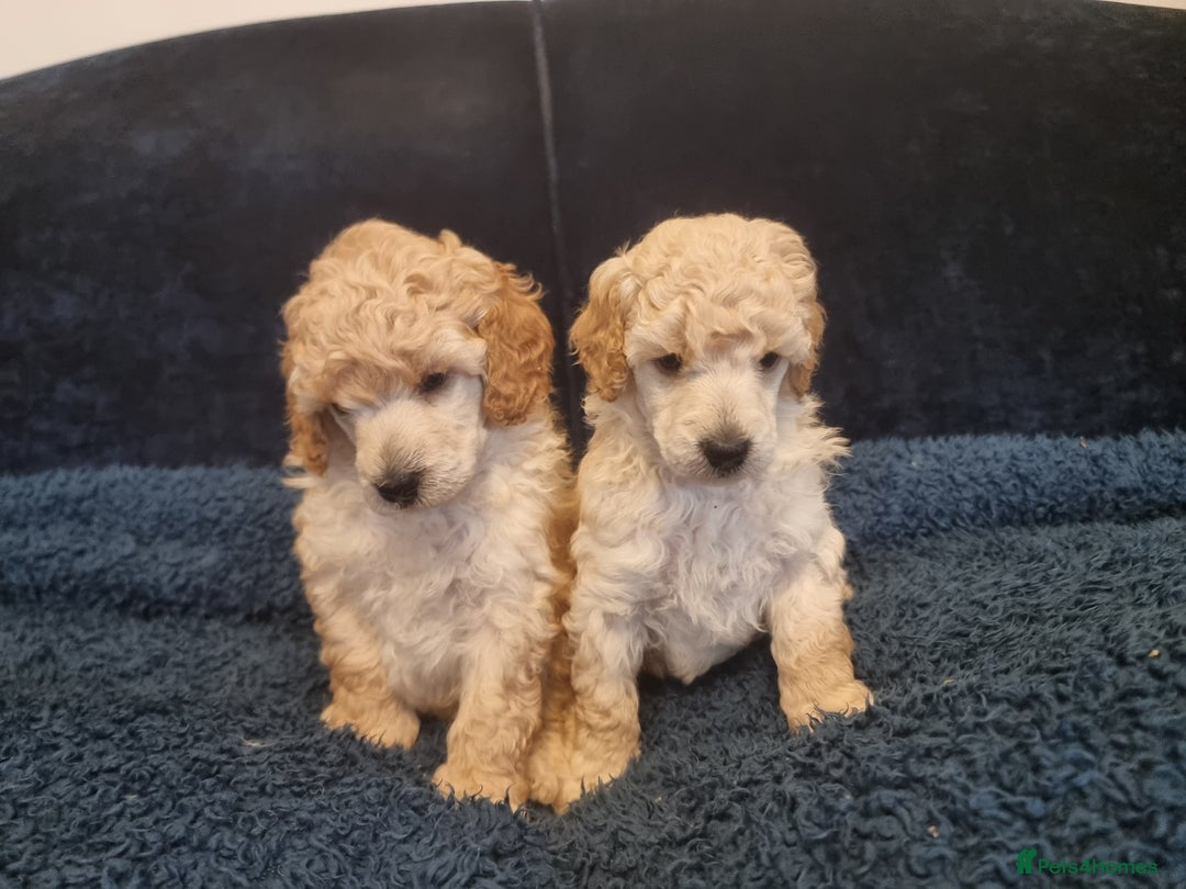 Miniature Poodle dogs for sale: Miniature poodle boy - Image 9