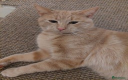American Shorthair cats for sale: Simba - Image 3