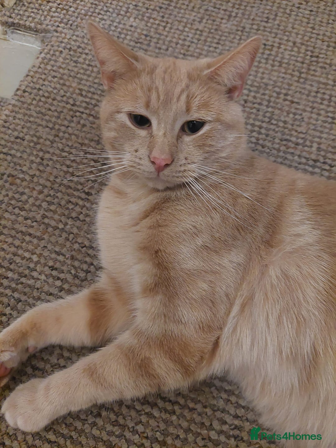 American Shorthair cats for sale: Simba - Image 3