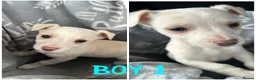 Mixed Breed dogs for sale: Chihuahua cross Whippet Puppies  - Advert 6