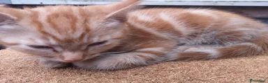 Mixed Breed Kitten 2