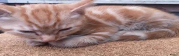 Mixed Breed cats for sale: Beautiful kitten looking for new home - Advert 3