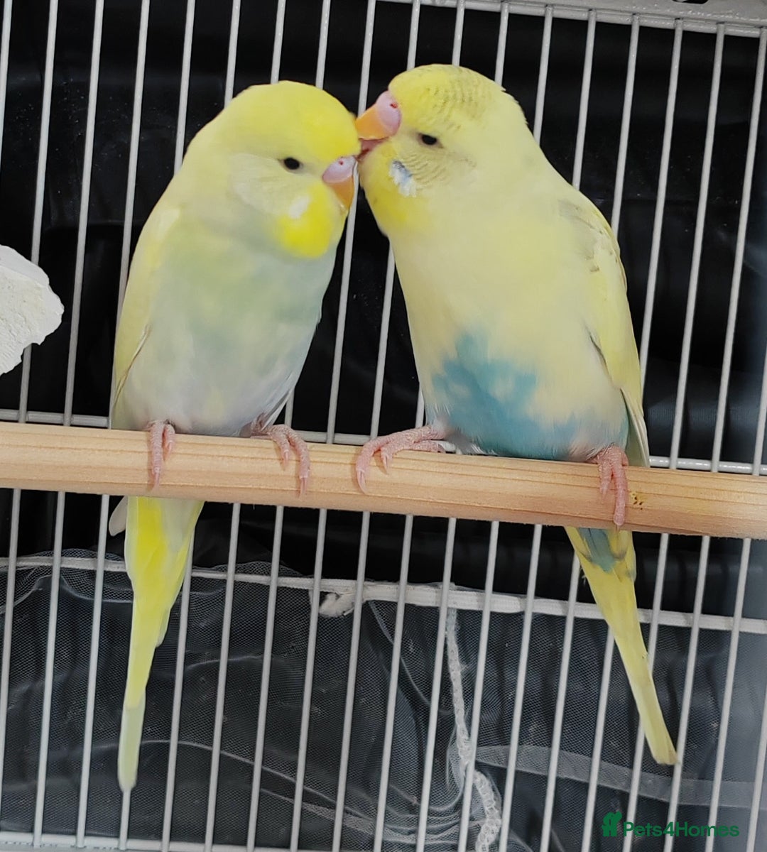 Budgerigars birds for sale: Beautiful Baby Budgies  - Image 3