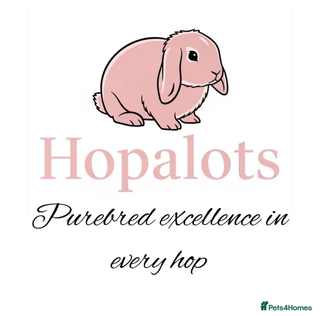 Mini Lop rabbits for sale: Pure mini lops  - Advert 1