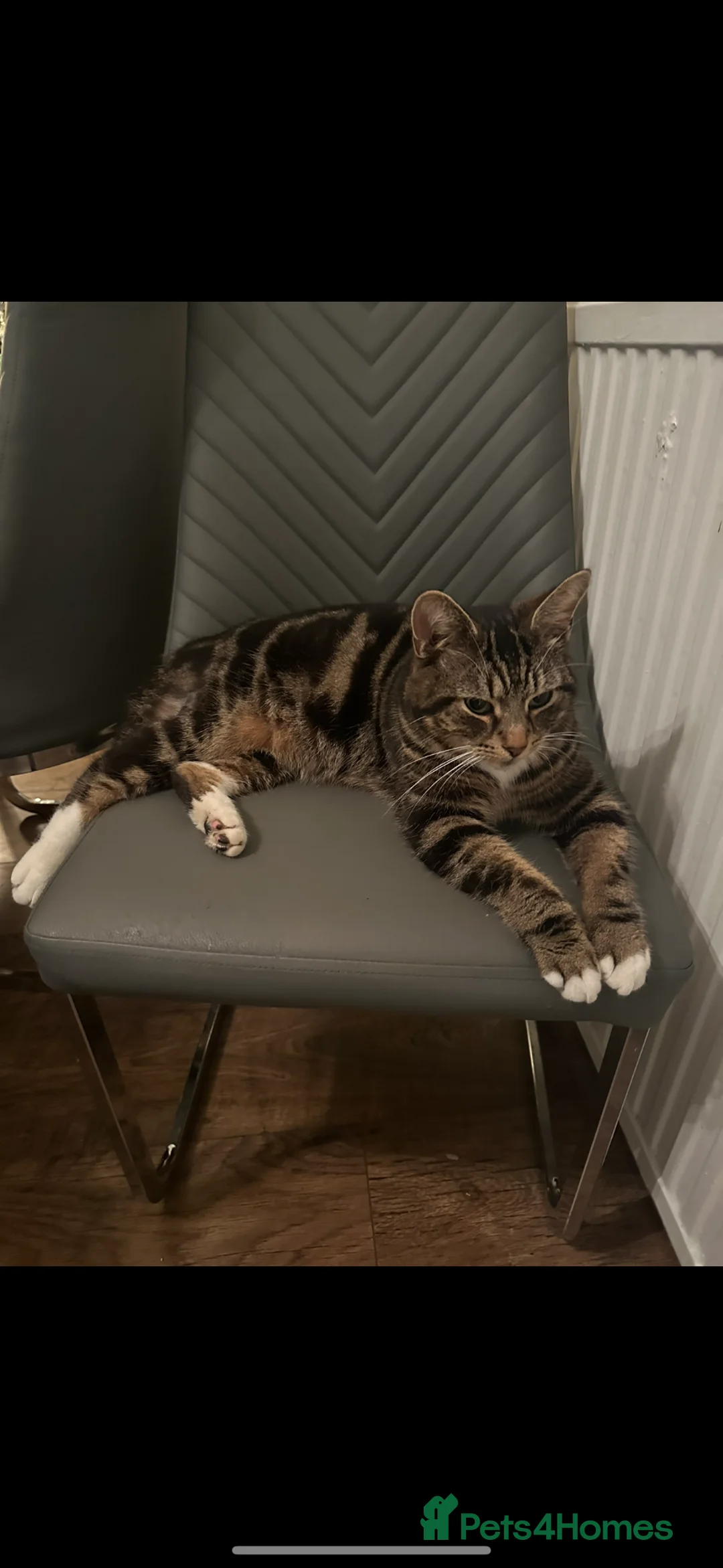 Domestic Shorthair cats for sale: Baki – Friendly Indoor/Outdoor Tabby Cat - Advert 2