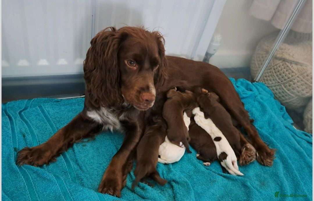 Cocker Spaniel dogs Cocker spaniel puppies  - Advert 5