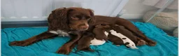 Cocker Spaniel dogs for sale: Cocker spaniel puppies  in Spennymoor - Advert 1