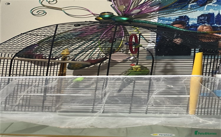 Budgerigars birds - Advert 5