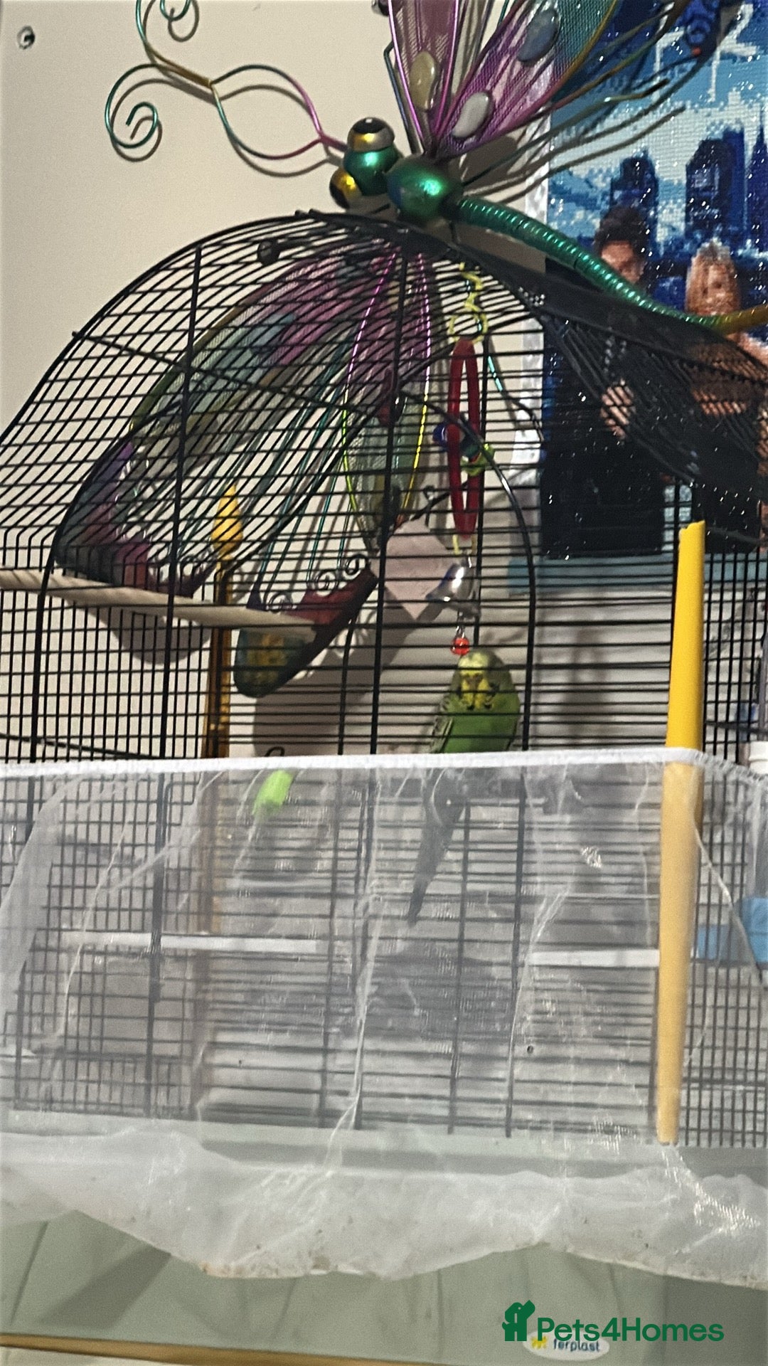 Budgerigars birds for sale: 2 budgies with cage - Image 1
