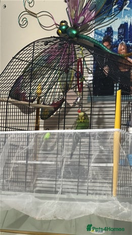 Budgerigars birds - Advert 5