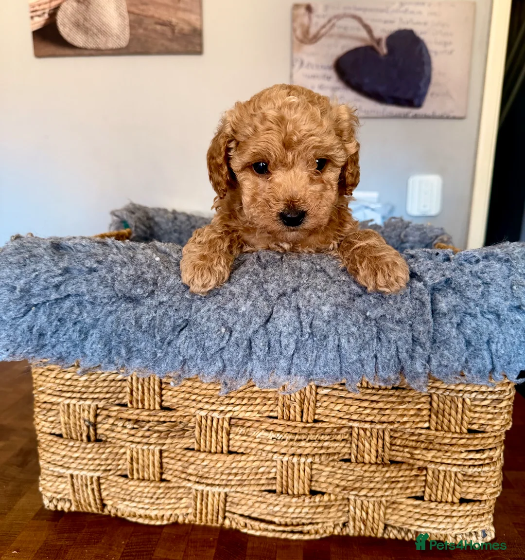 Poochon dogs for sale: Poochon Puppies  - Advert 1