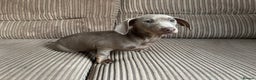 Dachshund dogs for sale: Dachshund (Girl)  - Advert 3
