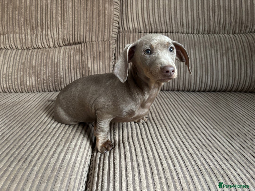 Dachshund dogs for sale: Dachshund (Girl)  - Advert 3