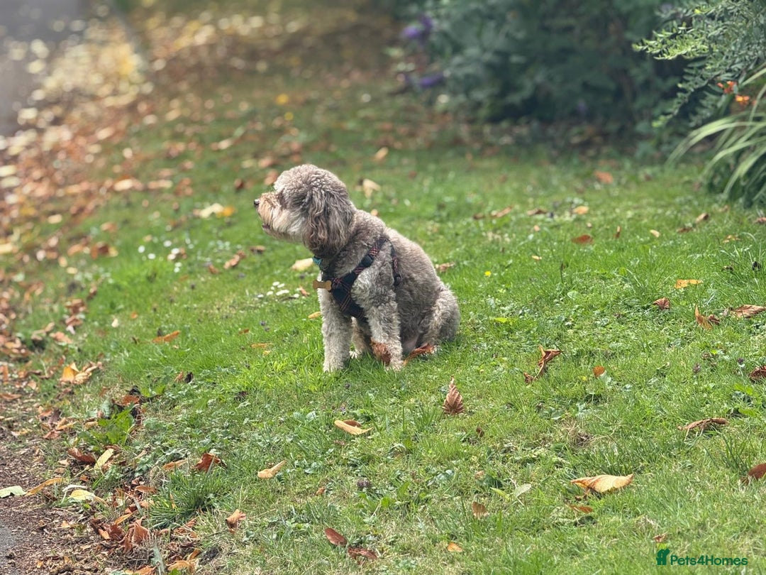 Cavapoochon dogs for sale: Cavapoochon  - Image 4